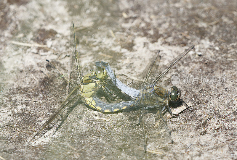 黑尾蜻蜓(Orthetrum cancellatum)交配